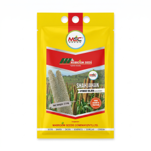 Shahjahan Hybrid Bajra Seeds – Variety 08 2001