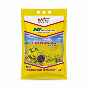 MSC 2029 Hybrid Mustard Seeds