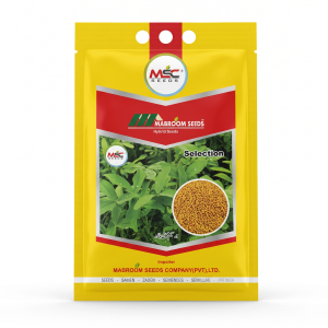 Selection Methi / Fenugreek Seeds