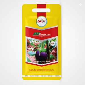 Brinjal Rajan Super F1 Seeds