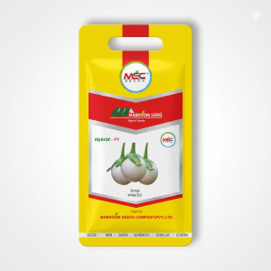 Brinjal White-E01 F1 Seeds