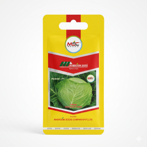 Cabbage Green Pearl F1 Hybrid Seeds