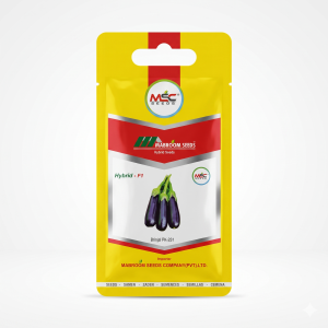 Brinjal PK-231 F1 Seeds