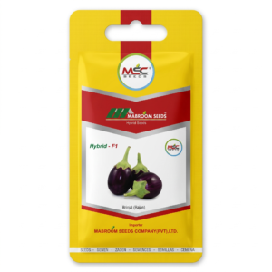 Brinjal F1 Seeds – Rajan
